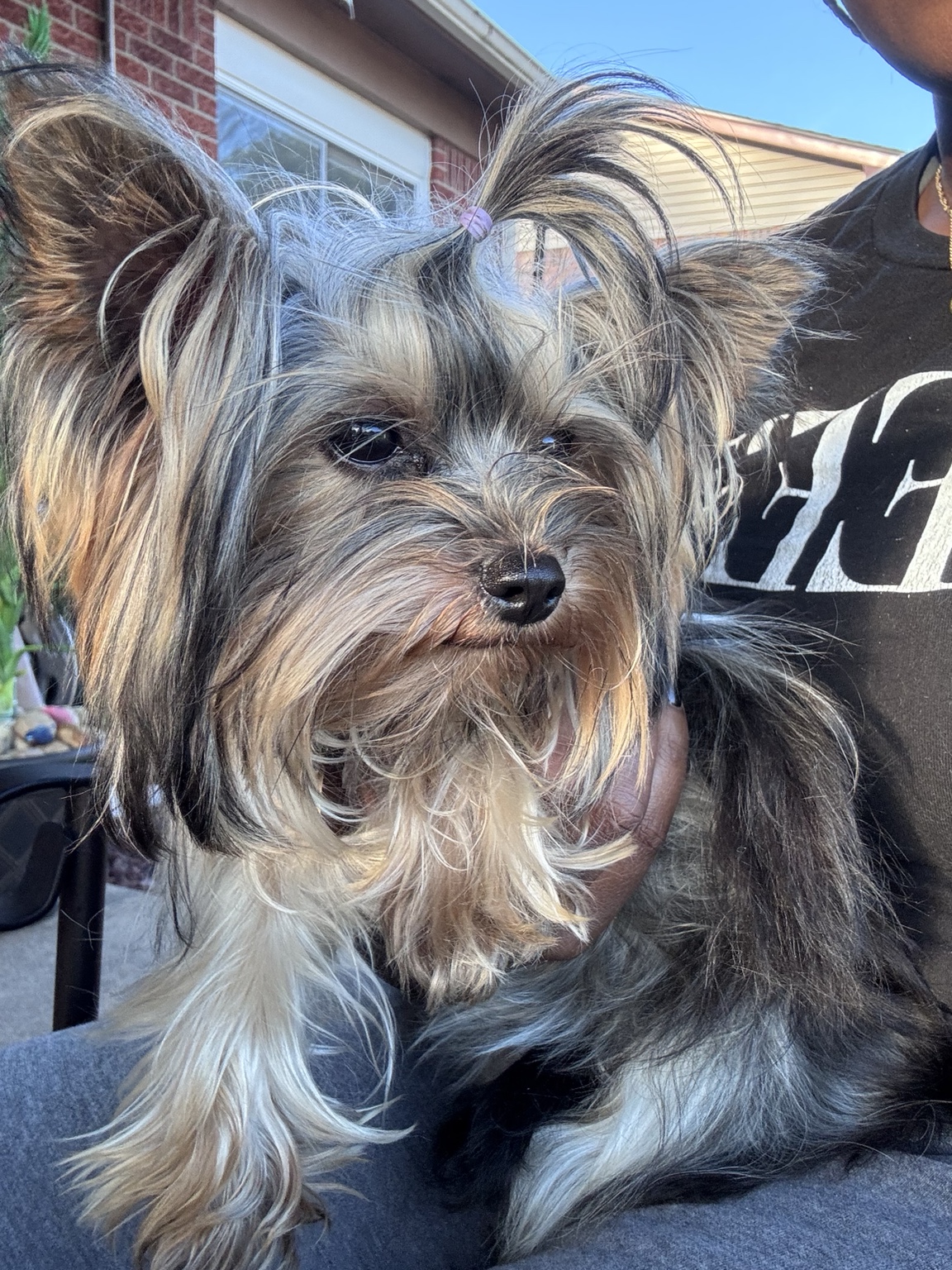 Bella, a female Yorkshire Terrier from Presley Royal Yorkies