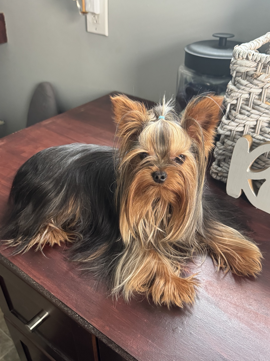 Chase, a male Yorkshire Terrier from Presley Royal Yorkies