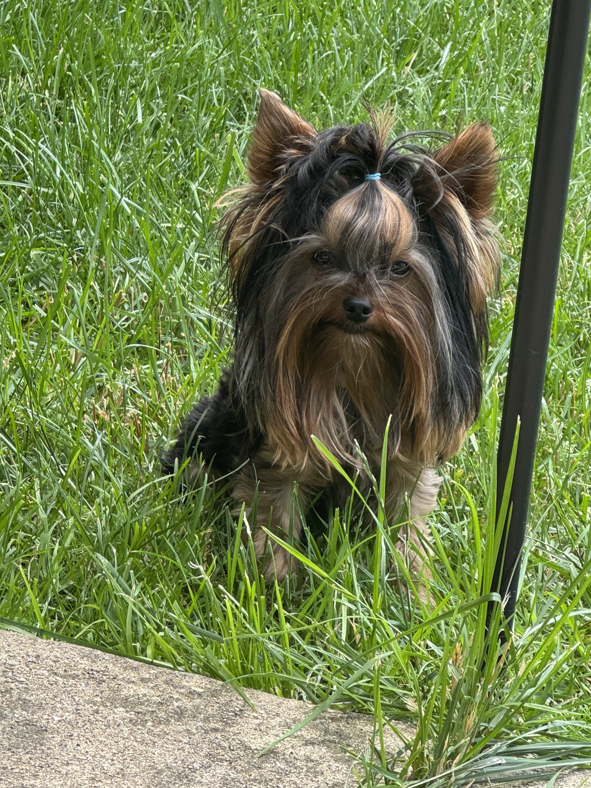 Elvis, a male Yorkshire Terrier from Presley Royal Yorkies
